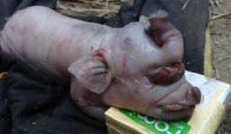 Xôn xao chuyện lợn đẻ ra...voi ở Nghệ An